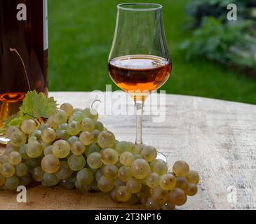 Outdoor-Verkostung von Cognac starken Alkoholgetränk in Cognac Region, Charente mit einem Haufen Reifen ugni blanc Trauben auf Hintergrund verwendet für Spirituosen Destilla Stockfoto