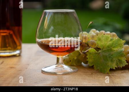 Outdoor-Verkostung von Cognac starken Alkoholgetränk in Cognac Region, Charente mit einem Haufen Reifen ugni blanc Trauben auf Hintergrund verwendet für Spirituosen Destilla Stockfoto