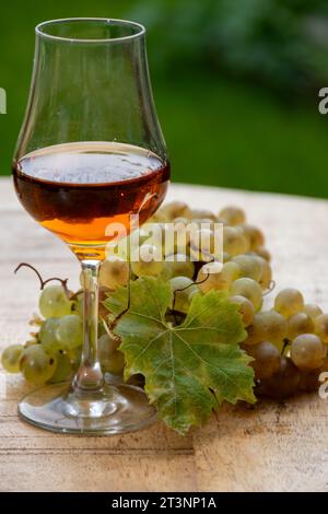 Outdoor-Verkostung von Cognac starken Alkoholgetränk in Cognac Region, Charente mit einem Haufen Reifen ugni blanc Trauben auf Hintergrund verwendet für Spirituosen Destilla Stockfoto