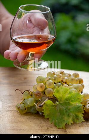 Outdoor-Verkostung von Cognac starken Alkoholgetränk in Cognac Region, Charente mit einem Haufen Reifen ugni blanc Trauben auf Hintergrund verwendet für Spirituosen Destilla Stockfoto