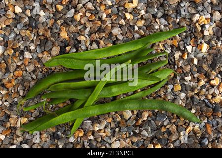 Ein kleiner Haufen frisch geernteter grüner Bohnen auf einem Kiesweg Stockfoto