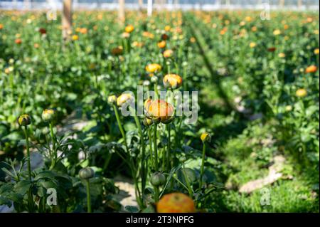 Anbau verschiedener Sommerbeetpflanzen, Ranunculus asiaticus, Junge und blühende Pflanzen, dekorative oder dekorative Gartenpflanzen, die in du wachsen Stockfoto