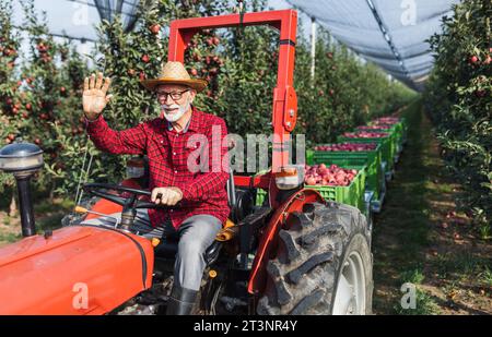 Traktor für ältere Fahrer mit Kunststoffkisten, die als Anhänger mit Reifen Äpfeln in Obstgärten während der Ernte befestigt sind Stockfoto