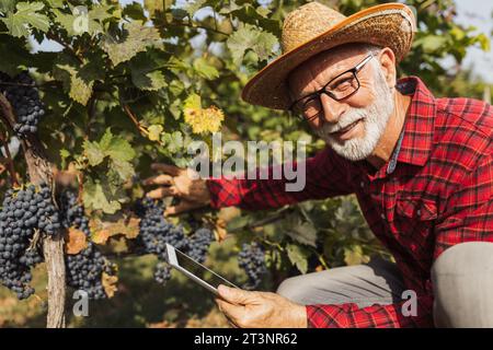 Senior Farmer, der die Qualität der weißen Trauben vor der Ernte überprüft Stockfoto