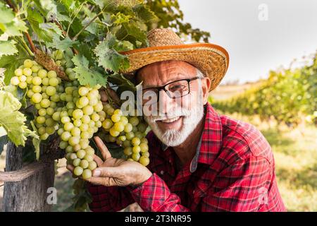 Zufriedener Senior Landwirt, der die Qualität der weißen Trauben vor der Ernte überprüft Stockfoto