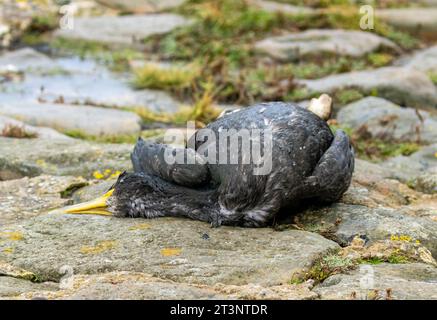 Toter Seevögel getötet bei stürmischem Wetter Stockfoto