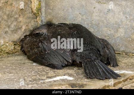 Toter Seevögel getötet bei stürmischem Wetter Stockfoto