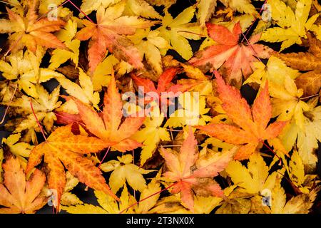 Japanische Ahornblätter, Acer Palmatum, Stockfoto