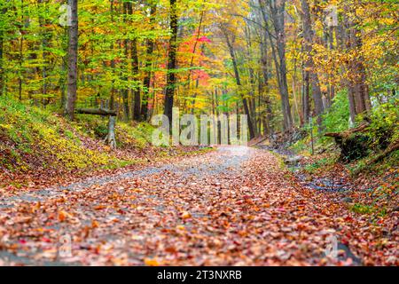 Herbst, Herbst, Bild eines langen gepflasterten Weges, der sich in der Ferne erstreckt und orangefarbene Blätter auf dem Boden hat. Stockfoto