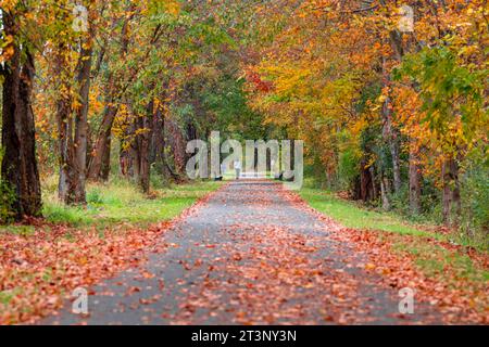 Herbst, Herbst, Bild eines langen gepflasterten Weges, der sich in der Ferne erstreckt und orangefarbene Blätter auf dem Boden hat. Stockfoto