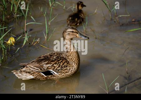 Erwachsene Stockenten stehen in Alarmbereitschaft mit ihrem Entlein im Fluss Stockfoto