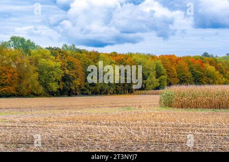 Herbst, Herbst, Bild eines langen gepflasterten Weges, der sich in der Ferne erstreckt und orangefarbene Blätter auf dem Boden hat. Stockfoto