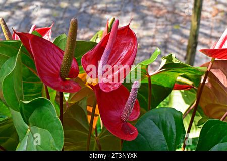 Rote Flamingoblüten (Anthurium andraeanum) im tropischen Garten Stockfoto