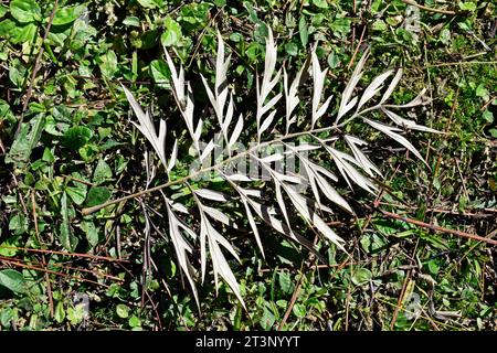 Trockenes Blatt (Grevillea robusta) auf Gartenboden Stockfoto