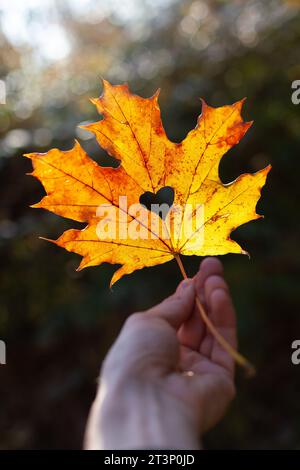 Herz in einem Ahornblatt im Herbst Zeichen der Liebe Stockfoto