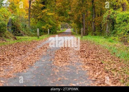 Herbst, Herbst, Bild eines langen gepflasterten Weges, der sich in der Ferne erstreckt und orangefarbene Blätter auf dem Boden hat. Stockfoto