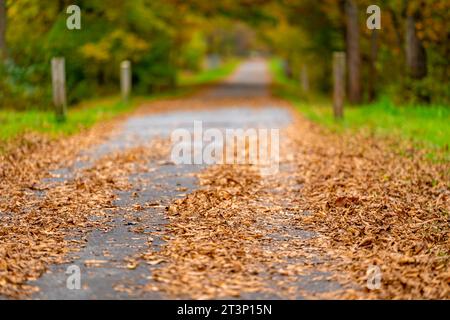 Herbst, Herbst, Bild eines langen gepflasterten Weges, der sich in der Ferne erstreckt und orangefarbene Blätter auf dem Boden hat. Stockfoto