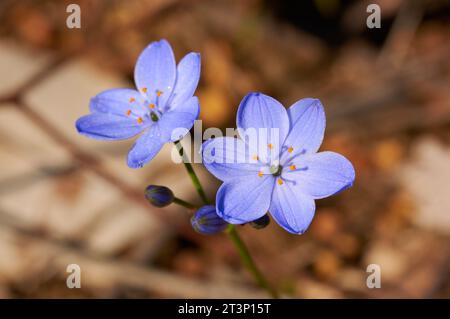 Blue Squill, Chamaescilla corymbosa, Wildblumenarten aus dem Süden Australiens, die hier in den Perth Hills, Westaustralien, liegen. Stockfoto