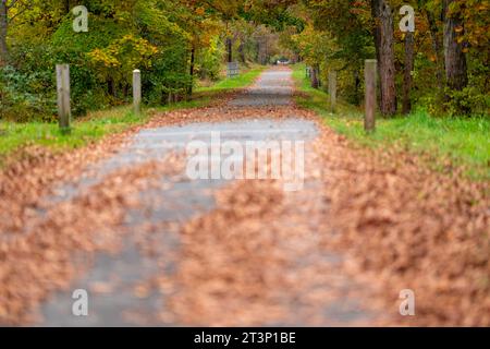 Herbst, Herbst, Bild eines langen gepflasterten Weges, der sich in der Ferne erstreckt und orangefarbene Blätter auf dem Boden hat. Stockfoto