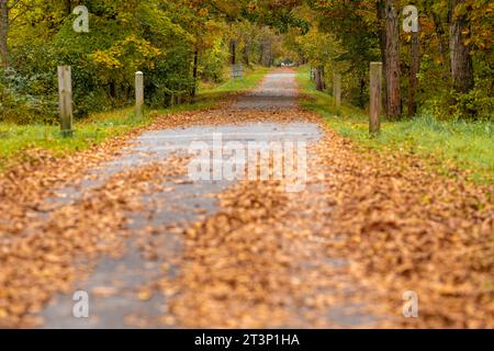 Herbst, Herbst, Bild eines langen gepflasterten Weges, der sich in der Ferne erstreckt und orangefarbene Blätter auf dem Boden hat. Stockfoto