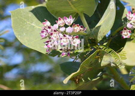 Sodom-Apfelbaumblüten (Calotropis procera). Tropische Baumarten der Familie Apocynaceae in Kuba. Stockfoto