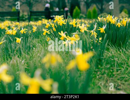 Narzissen blühen, während die Menschen ihre Zeit im Regent’s Park, London, verbringen. Stockfoto