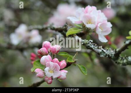 Nahaufnahme von rosa und weißen Apfelblütenknospen auf einem Baum im Frühjahr Stockfoto