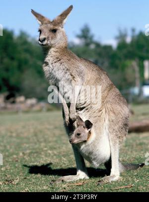 Australien. Tierwelt. Mutter und Baby Eastern Grey Kängurus. Macropus giganteus. Stockfoto