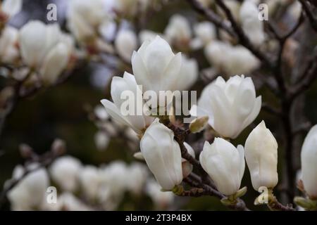 Magnolia denudata blüht im frühen Frühjahr duftende weiße Blüten an den Zweigen. Stockfoto