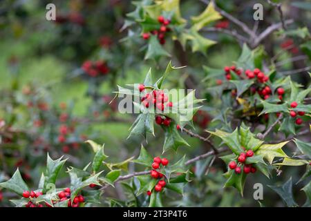 Weihnachten Holly rote Beeren, Ilex aquifolium Pflanze. Holly Green Laub mit reifen roten Beeren. Ileex aquifolium oder Weihnachtsholly. Grüne Blätter und Stockfoto