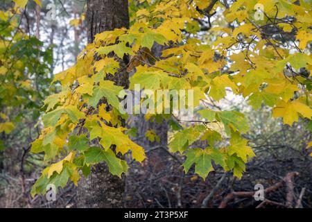 Ahorn-Blätter im Herbst Stockfoto