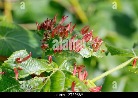 Lindengallmilbe, Linden-Gallmilbe, Gallmilbe, Stiftgalle, Stiftgallen, Galle, Gallen auf Linde, Lindenblatt, Tilia, Eriophyes tiliae, Kalknagelgall m Stockfoto