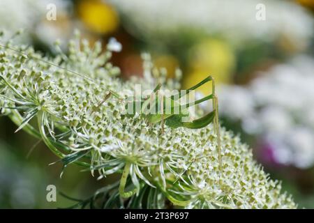 Punktierte Zartschrecke, Gewöhnliche Zartschrecke, Zartschrecke, Weibchen, Leptophyes punctatissima, gesprenkelte Buschgrille, gesprenkelte Buschgrille, Fem Stockfoto