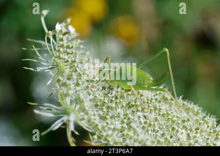 Punktierte Zartschrecke, Gewöhnliche Zartschrecke, Zartschrecke, Weibchen, Leptophyes punctatissima, gesprenkelte Buschgrille, gesprenkelte Buschgrille, Fem Stockfoto