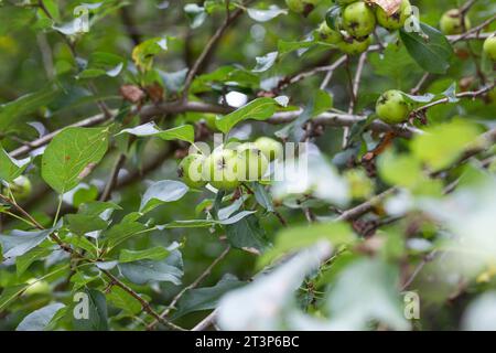 Wildapfel, Wilder Apfel, Holz-Apfel, Wildapfel, Holzapfel, europäischer Wildapfel, Krabapfel, Apfel, Äpfel, Malus sylvestris, wilde Krabbe, europäische cra Stockfoto