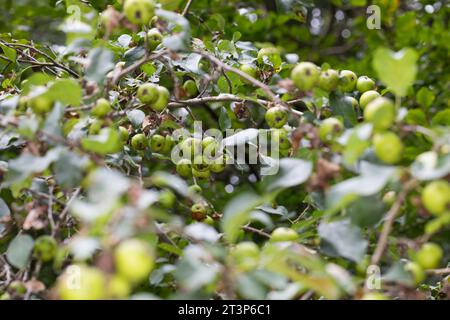 Wildapfel, Wilder Apfel, Holz-Apfel, Wildapfel, Holzapfel, europäischer Wildapfel, Krabapfel, Apfel, Äpfel, Malus sylvestris, wilde Krabbe, europäische cra Stockfoto