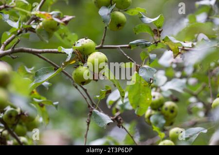 Wildapfel, Wilder Apfel, Holz-Apfel, Wildapfel, Holzapfel, europäischer Wildapfel, Krabapfel, Apfel, Äpfel, Malus sylvestris, wilde Krabbe, europäische cra Stockfoto