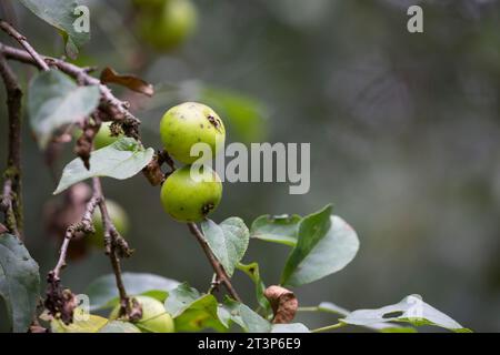 Wildapfel, Wilder Apfel, Holz-Apfel, Wildapfel, Holzapfel, europäischer Wildapfel, Krabapfel, Apfel, Äpfel, Malus sylvestris, wilde Krabbe, europäische cra Stockfoto