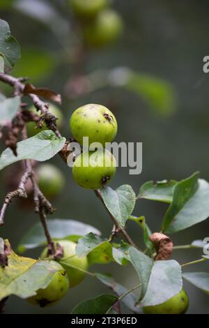 Wildapfel, Wilder Apfel, Holz-Apfel, Wildapfel, Holzapfel, europäischer Wildapfel, Krabapfel, Apfel, Äpfel, Malus sylvestris, wilde Krabbe, europäische cra Stockfoto