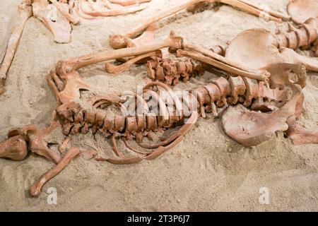 Prähistorische menschliche Knochen bleibt. Alte Skelett von Archäologen, Wissenschaftler analysieren und Forschung der Knochen im Boden entdeckt Stockfoto