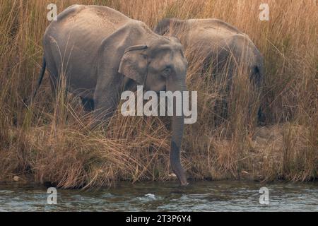 Wilder asiatischer Elefant oder Elephas maximus indicus oder Tusker Nahaufnahme in Aktion Trinkwasser oder Durst aus dem Ramganga-Fluss bei Dhikala corbett Stockfoto