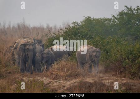 Wilder asiatischer Elefant oder Tusker oder Elephas maximus indicus schützende und aggressive Familie oder Herde mit Kalb oder Baby in der Dhikala-Zone jim corbett indien Stockfoto