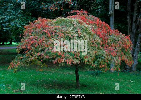 Japanischer Ahornbaum - Acer Palmatum, Bute Park, Cardiff. Aufgenommen Anfang Herbst 2023. Oktober Stockfoto