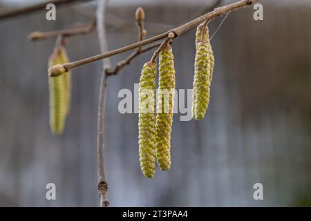 Gemeine Hasel Corylus avellana, im Frühling blüht im Wald. Stockfoto