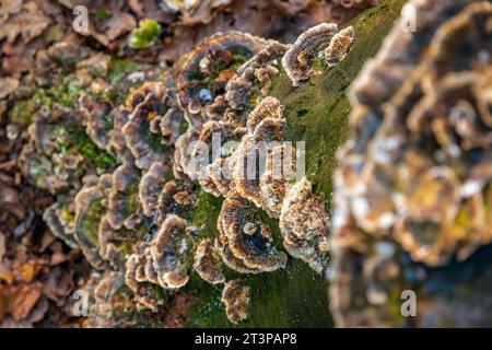 Pilz wächst auf Baumstumpf in Highgate Wood, London Stockfoto