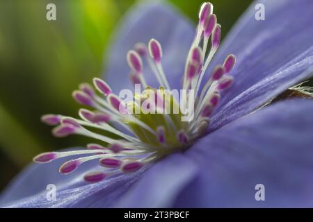 Wunderschöne Makroaufnahme einer ersten einzelnen Wildblume große blaue Hepatisa Hepatisa transsylvanica, die im Frühling unter trockenen Blättern zu blühen beginnt. Stockfoto