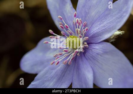 Wunderschöne Makroaufnahme einer ersten einzelnen Wildblume große blaue Hepatisa Hepatisa transsylvanica, die im Frühling unter trockenen Blättern zu blühen beginnt. Stockfoto