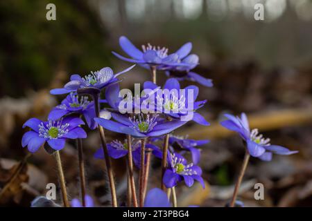 Wunderschöne Makroaufnahme einer ersten einzelnen Wildblume große blaue Hepatisa Hepatisa transsylvanica, die im Frühling unter trockenen Blättern zu blühen beginnt. Stockfoto