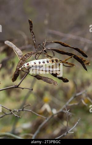 Schwarze Johannisbrot hängt und trocknet so, dass die schwarzen Samen herausfallen. Schwarze Johannisbrotkernen. Stockfoto