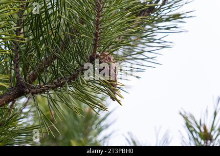 Letztes Jahr braune Zapfen auf einem Pinienzweig vor einem blauen Himmel. Selektiver Fokus. Eine luxuriöse lange Nadel auf einem Pinienzweig. Naturkonzept für Desi Stockfoto